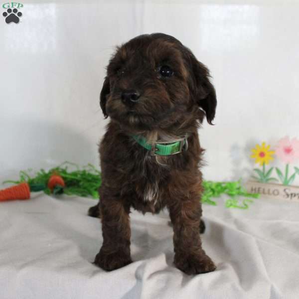 Zeke, Yorkie Poo Puppy
